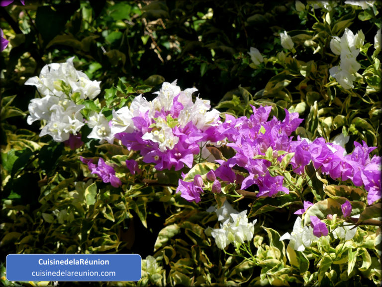 Bougainvilliers