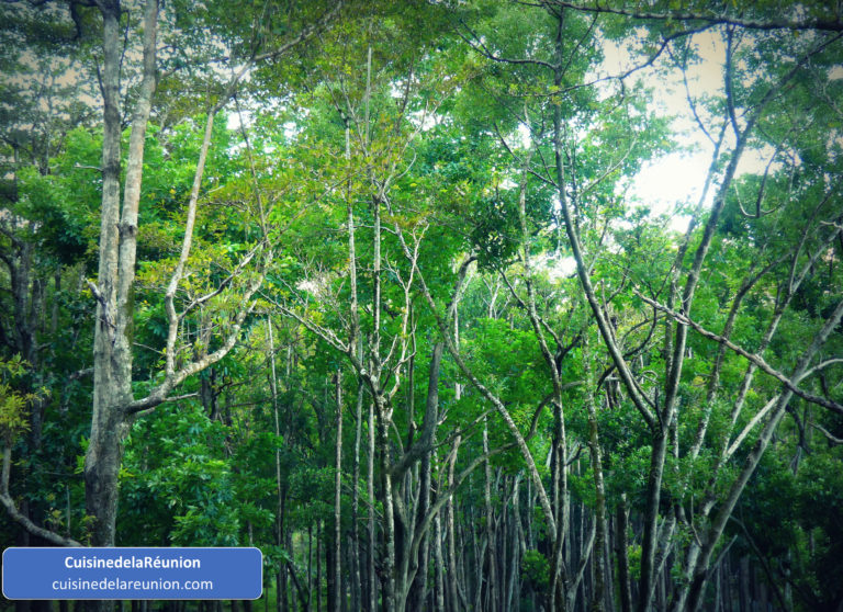 Arbres Anse des Cascades