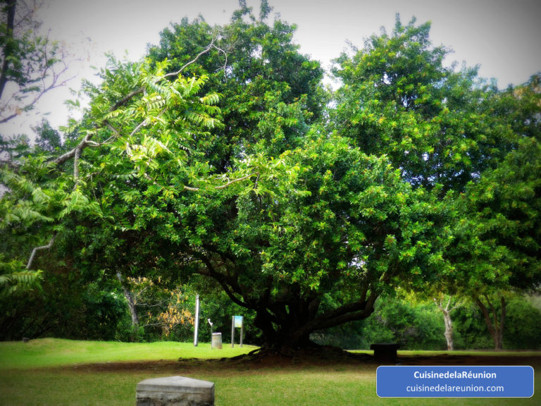 Arbre à Bois Madame