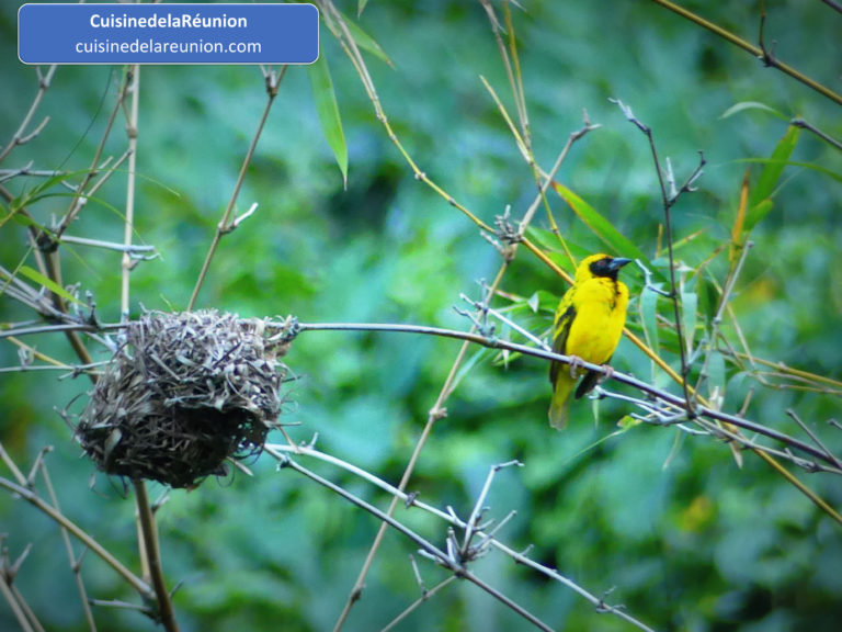 Serin