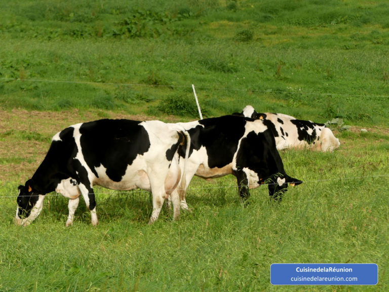 Vaches dans les hauts de l’île